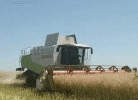 ріпаковий стіл в роботі